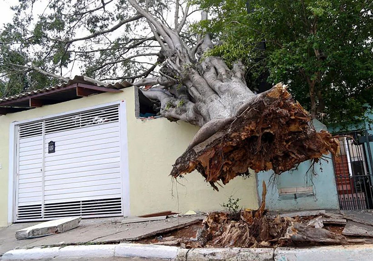 Un árbol sobre la fachada de una vivienda en São Paulo
