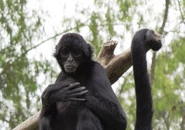 Evenenamiento o enfermedad vírica: el misterio de la muerte de un mono en un zoo de Hong Kong