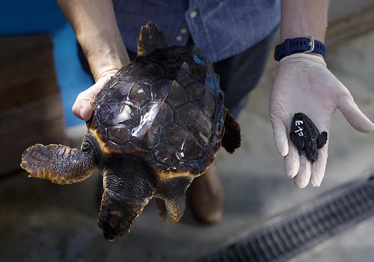 A la dcha., una tortuga boba con unas semanas de vida. A la izq., otra con un año tras pasar por el Arca del Mar