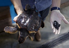La 'aceleradora' valenciana de tortugas bobas que surte de machos el Mediterráneo