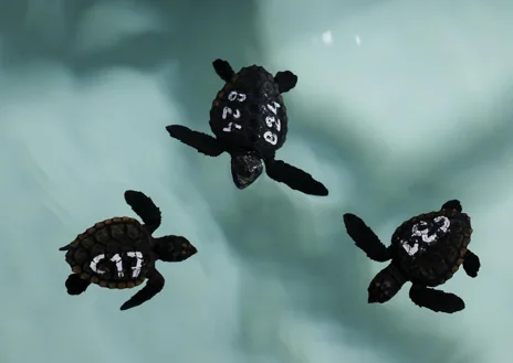 Secondary image 1 - Above, the 22 loggerhead turtles about to be released on the beach of Almazora (Castellón). Below, loggerhead turtles barely weeks old. Some are observed by journalists in the 'Ark of the Sea' 