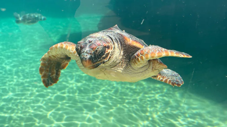 Loggerhead turtle in the bodybuilding tank, one year old