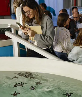 Secondary image 2 - Above, the 22 loggerhead turtles about to be released on the beach of Almazora (Castellón). Below, loggerhead turtles barely weeks old. Some are observed by journalists in the 'Ark of the Sea' 