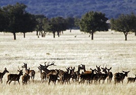 Los ciervos llevan al límite Cabañeros y Monfragüe tras el veto a la caza: «Es un caos medioambiental»