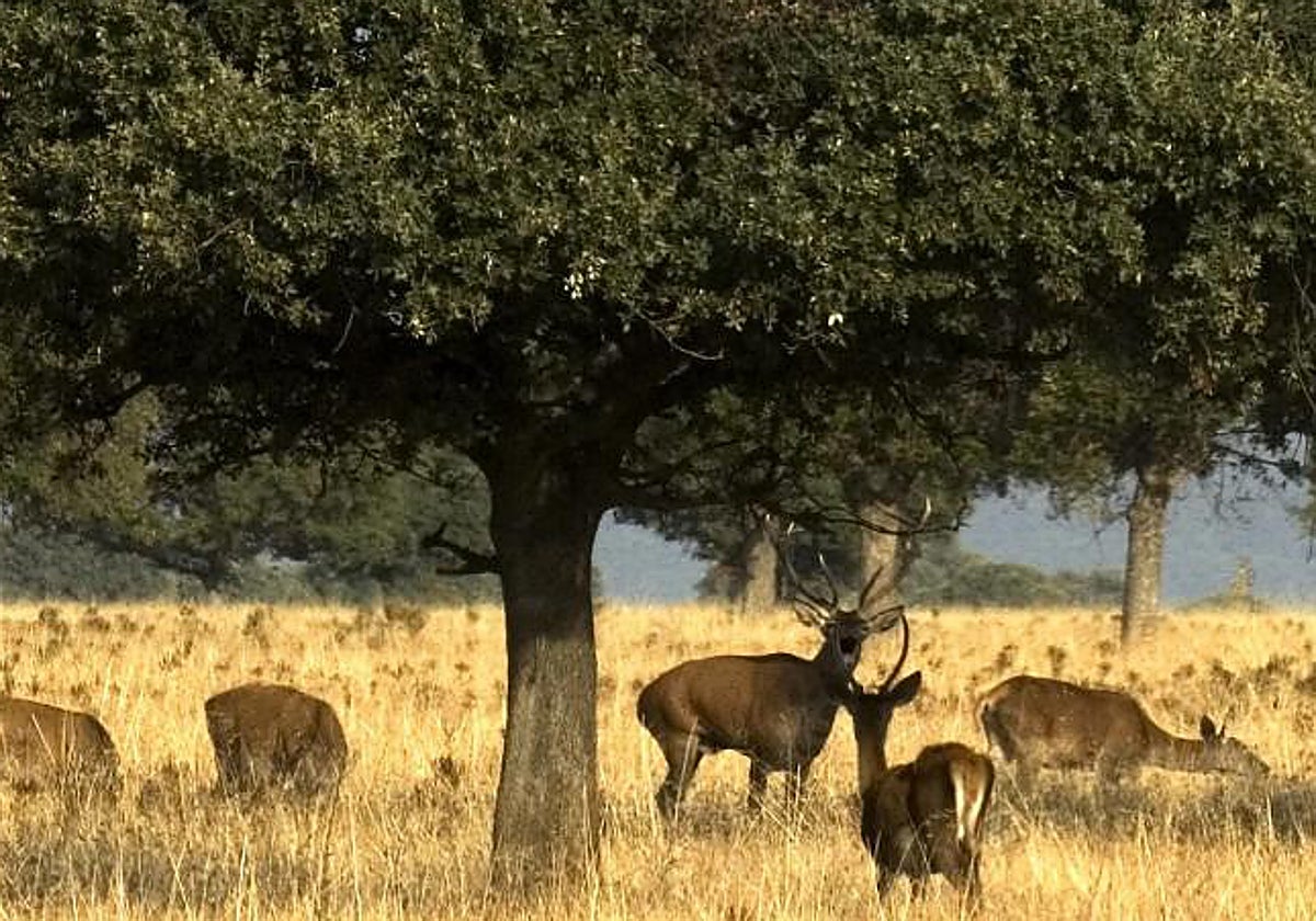 Ciervos en Cabañeros