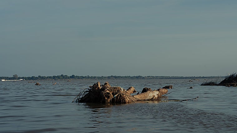 Una pequeña isla de basura flota en la Albufera, Valencia
