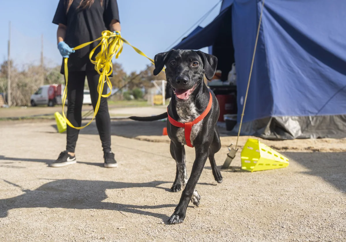 Uno de los perros rescatados por los voluntarios del Sporting Benimaclet