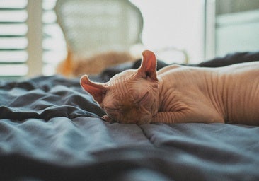 ¿Sabías que existen gatos hipoalergénicos? Estas son las seis razas perfectas para los alérgicos