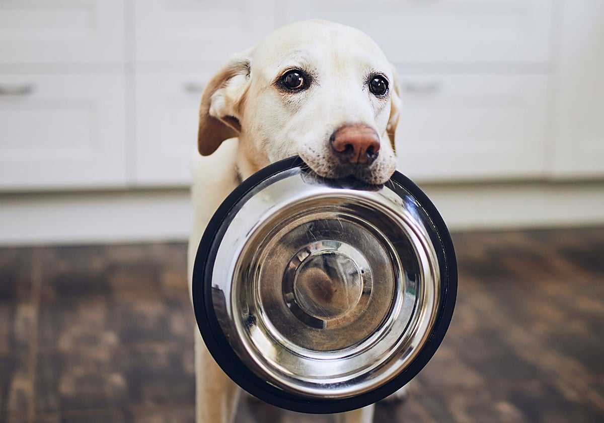 Comida humana para mascotas: ¿moda o viene para quedarse?