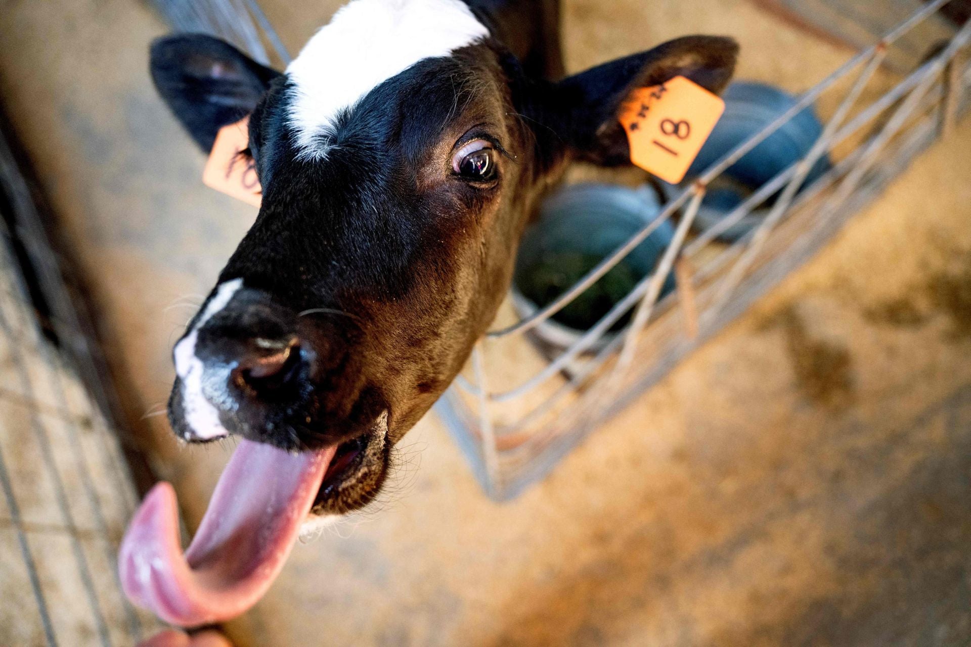 Científicos en EE.UU. buscan una píldora para limitar los eructos de vacas y ayudar al clima