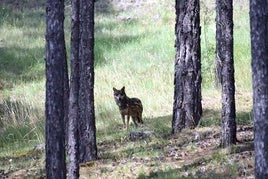 La UE rebaja el nivel de protección del lobo a nivel internacional