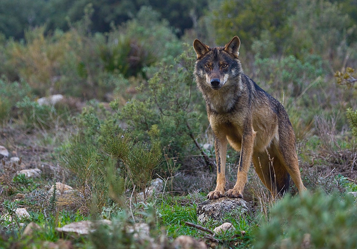 Un ejemplar de lobo ibérico