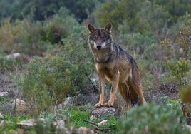 Europa enmienda el blindaje del lobo de Teresa Ribera