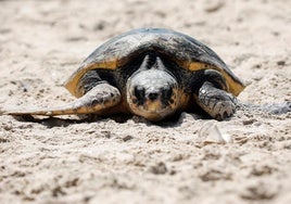 Al menos tres muertos y 32 hospitalizados por comer carne de tortuga