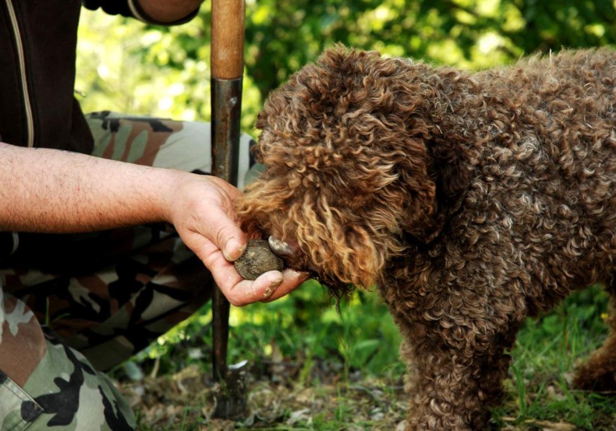 Lagotto Romagnolo olisqueando una trufa