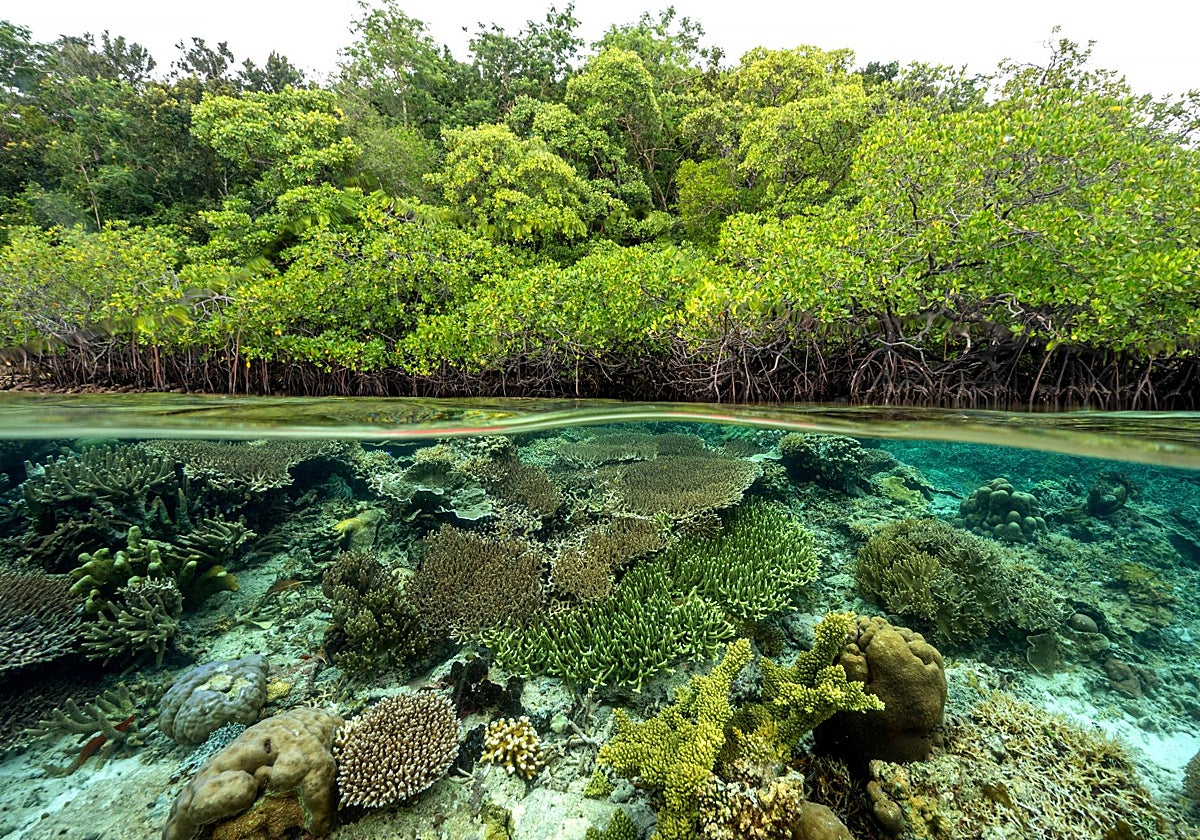 Bosque de manglares y arrecifes de coral en una isla de Indonesia
