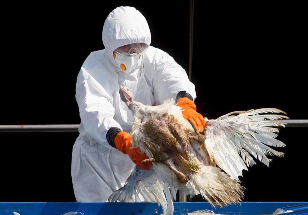 El virus de la gripe aviar H5N1 se ha estado diseminando por las ganaderías del estado