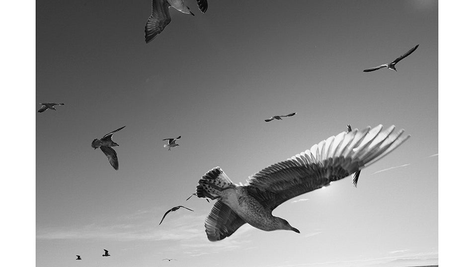 Avilés, Asturias - 12 Diciembre 2024: Centenares de gaviotas rodean al buque Siempre María durante la jornada de pesca en el caladero.