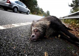 Hasta 55 millones de animales mueren atropellados cada año en España: «Es preocupante»