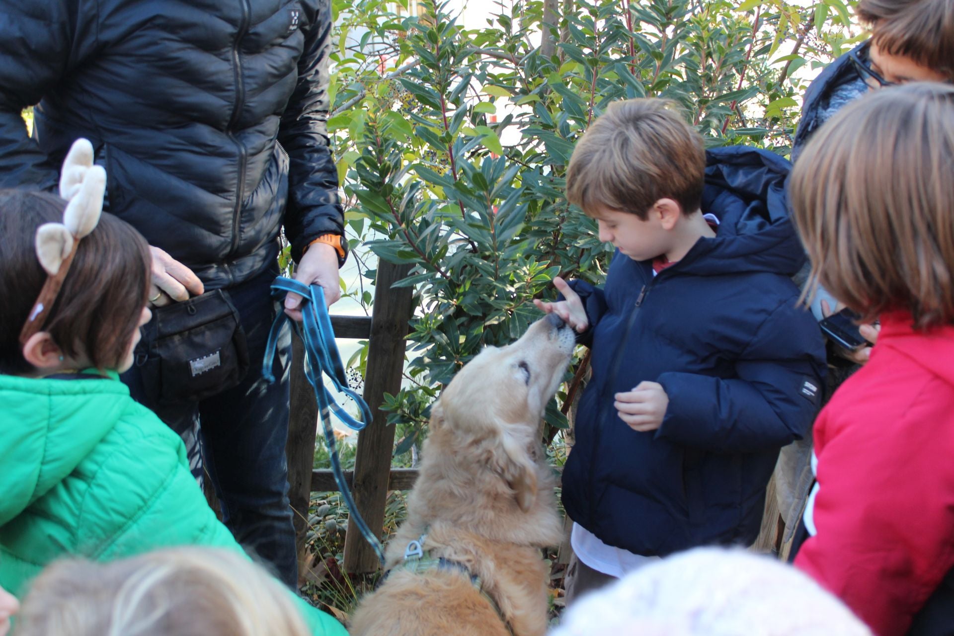 El programa educativo de la RSCE cuenta con tres tutores caninos: una golden retriever, un basset hound y un caniche toy