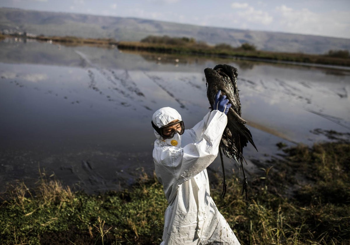 Un trabajador retira de Hula Valley (Israel) un ave muerto por gripe aviar