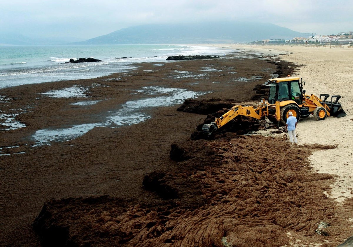 El alga asiática Rugulopteryx okamurae en Tarifa, en 2019