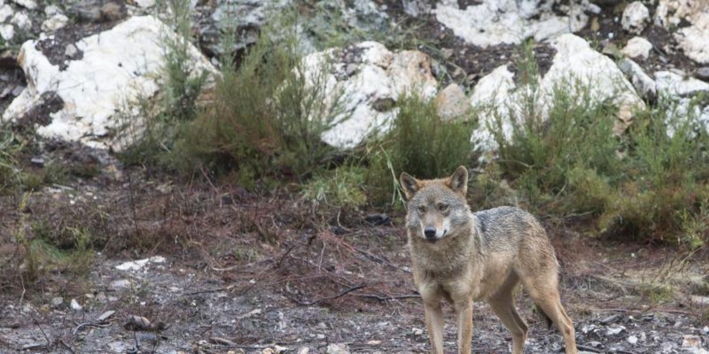 El congreso sobre el lobo de Vox aboga por un plan nacional: «Sin control, la especie puede colapsar»