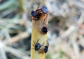 Plaga de garrapatas en Cataluña: se triplica su presencia en dos años por la proliferación de jabalíes y conejos