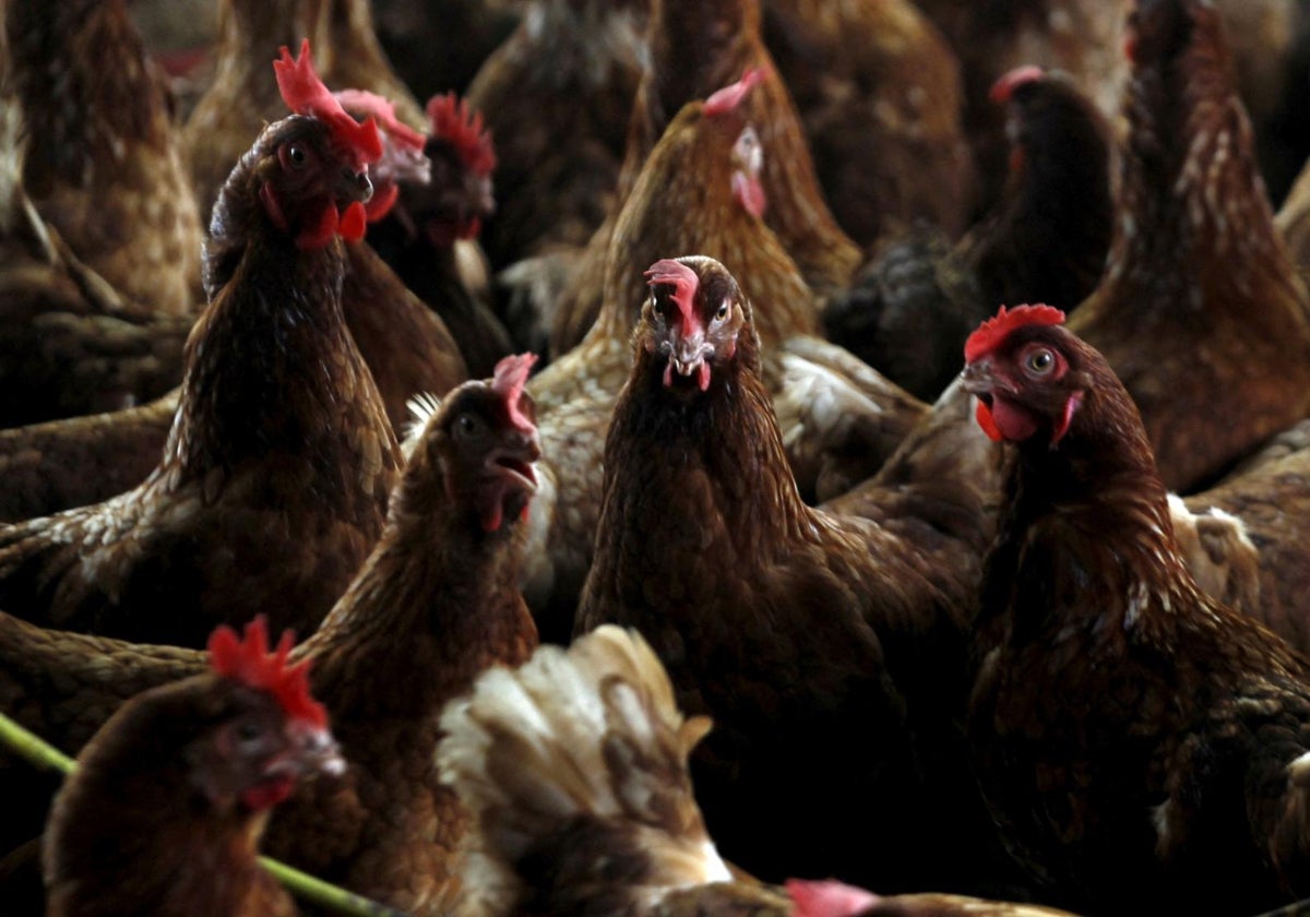 Granja contaminada de gripe aviar en Costa de Marfil