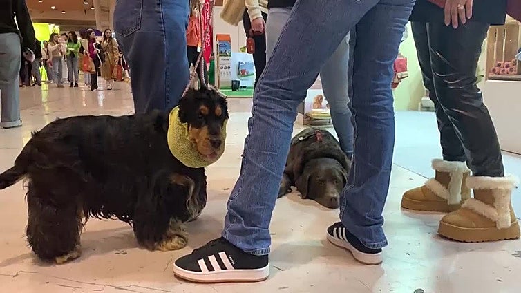 El Pet Festival 2025 abre sus puertas en La Feria Internacional de Lisboa