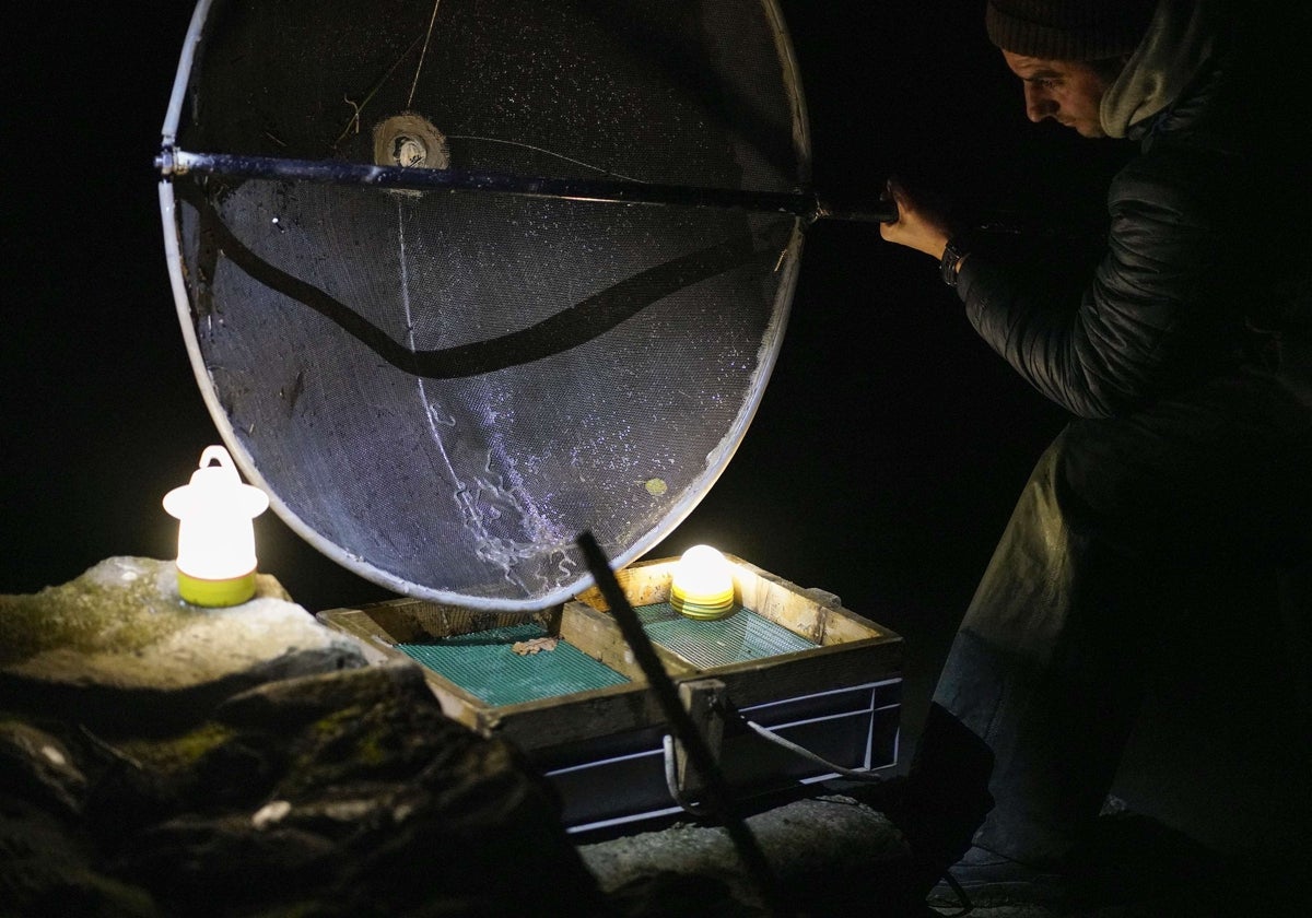 Un pescador de angulas, el alevín de la anguila, pesca en el río Deba (Guipúzcoa)