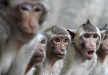 Una pelea de monos en una central eléctrica provoca un apagón en Sri Lanka