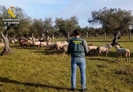 Detenido en Cáceres un extrabajador de una finca por robar 264 ovejas