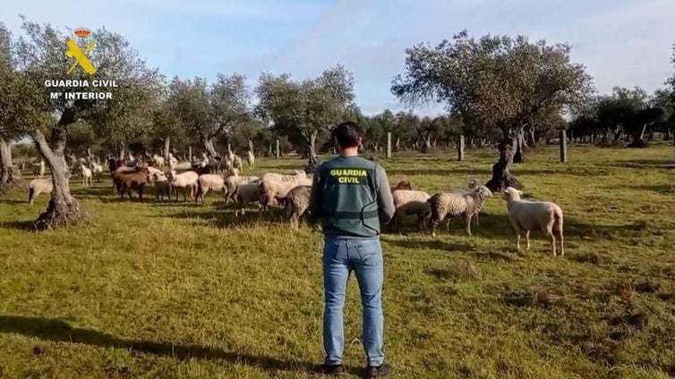 Detenido en Cáceres un extrabajador de una finca por robar 264 ovejas