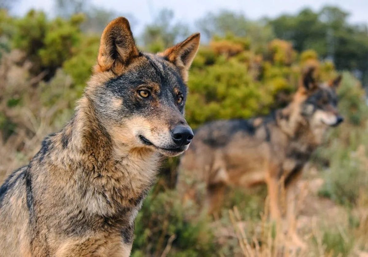 Lobos ibéricos en una imagen de archivo