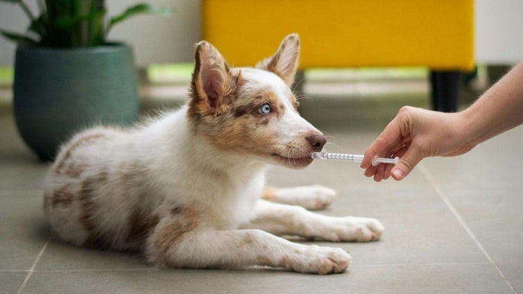 Estos son los cambios de la polémica Ley de Medicamentos Veterinarios