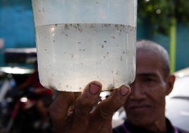 Un peso por cada cinco mosquitos: la recompensa que ofrece Manila para acabar con los portadores del dengue