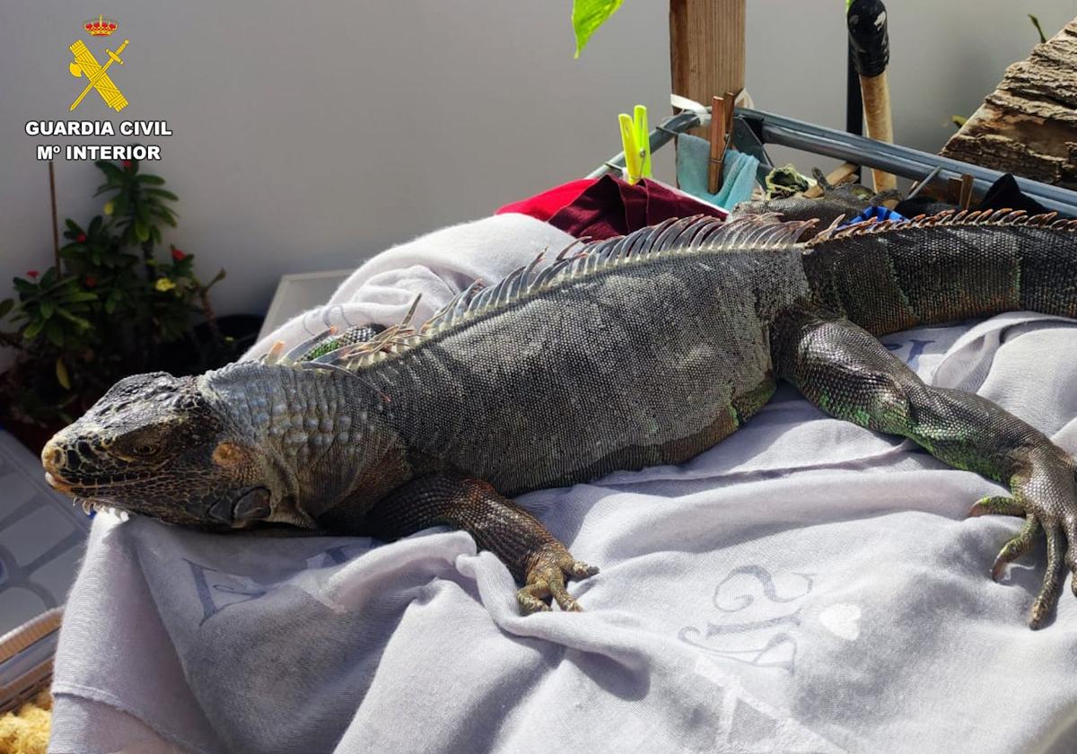 Uno de los animales recuperados por el Seprona de la Guardia Civil