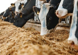 Alarma por la fiebre aftosa: Austria cierra fronteras y activa protocolos de pandemia