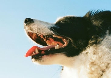 Cómo prevenir el sarro y la enfermedad periodontal en perros y gatos desde cachorros