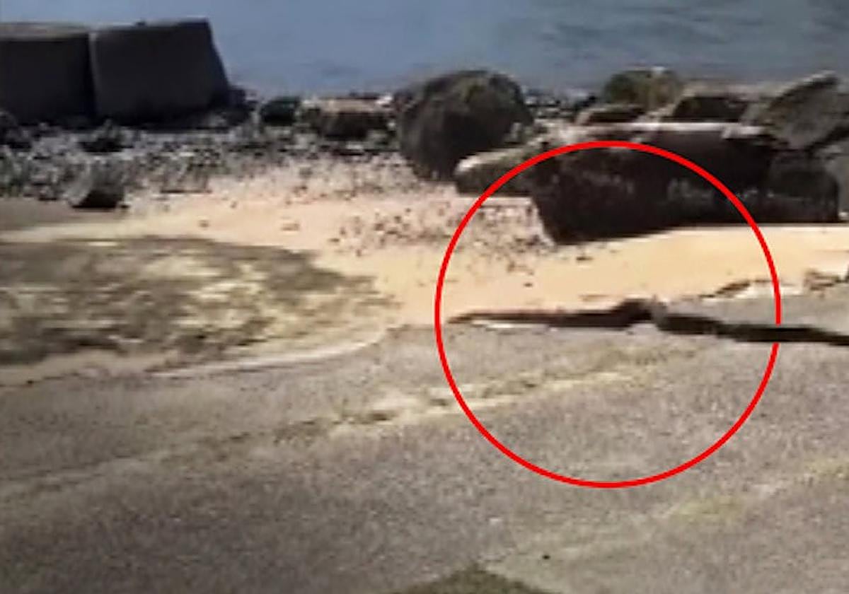 Captura de un vídeo donde se ve a la serpiente deslizándose por uno de los barrios de Sídney.