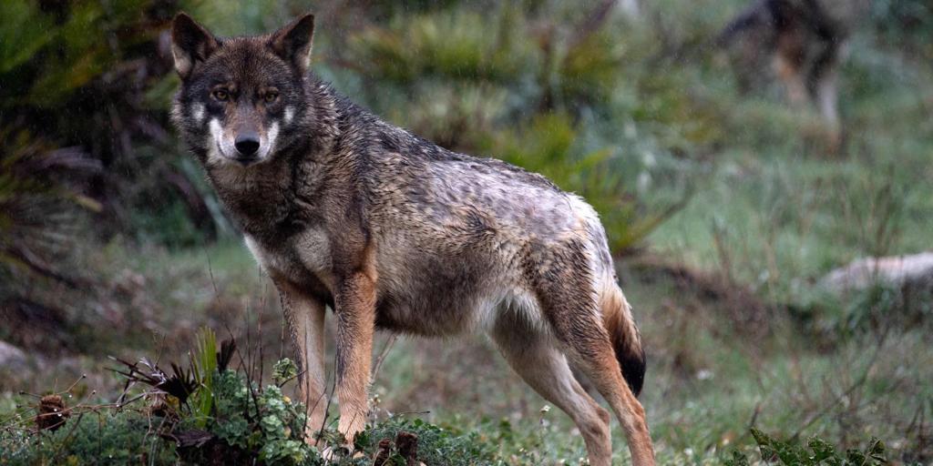 La Eurocámara aprueba tramitar por la vía rápida el cambio del estatus de protección del lobo