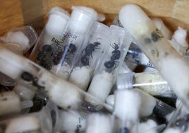Multados con más de 7.000 dólares cuatro adolescentes acusados de practicar el contrabando con hormigas vivas