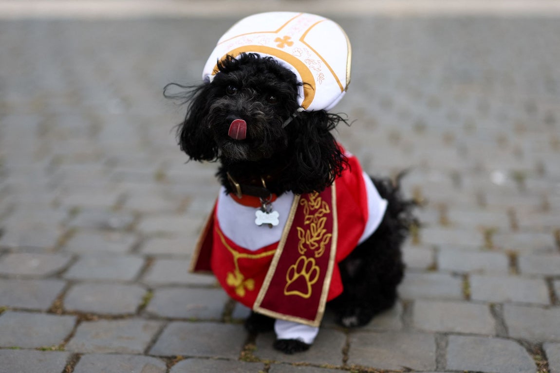 El perro Romeo espera en la plaza de San Pedro la elección del nuevo Papa.