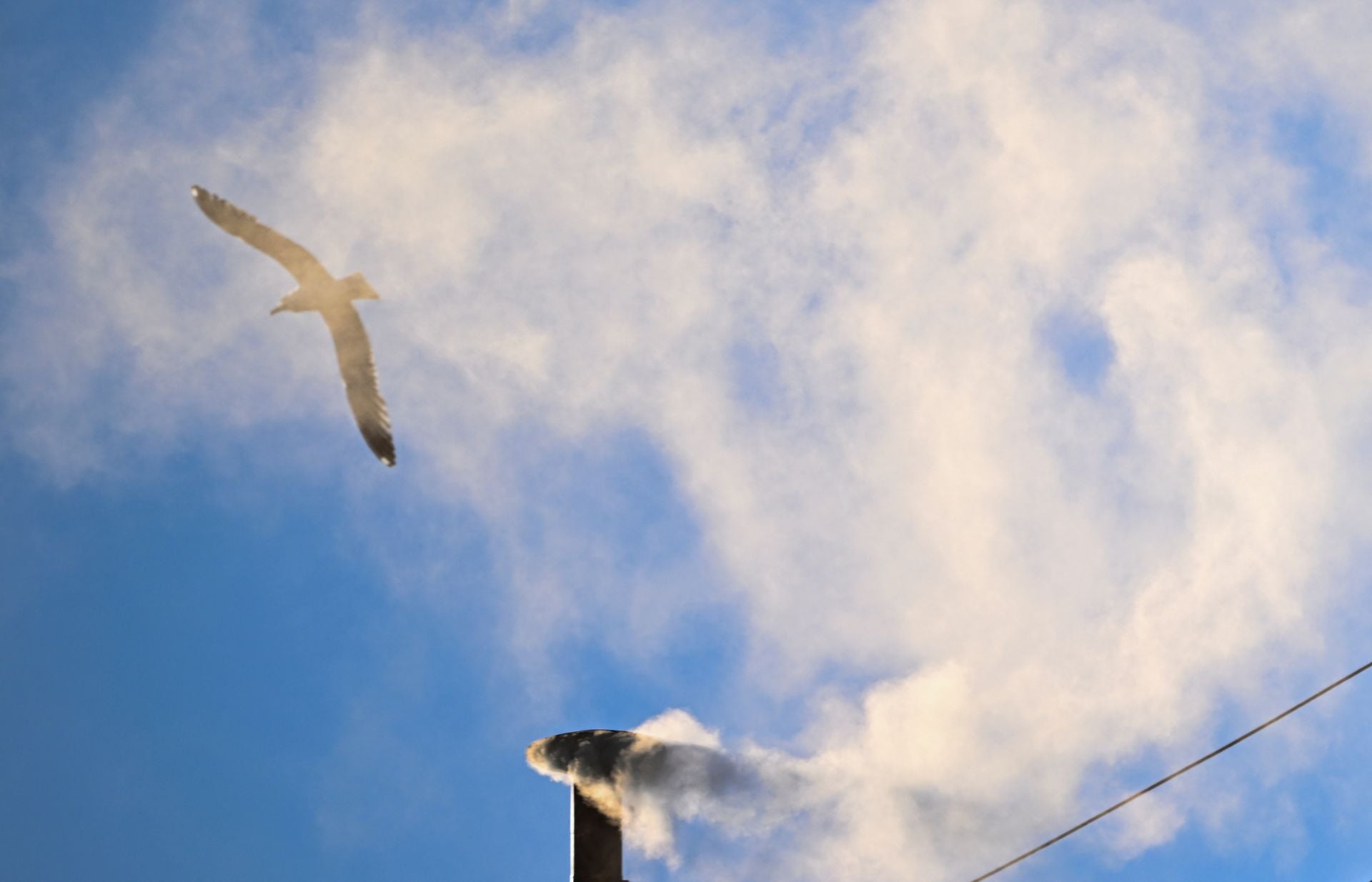 Una gaviota sobrevuela el cielo del Vaticano al salir la fumata blanca.