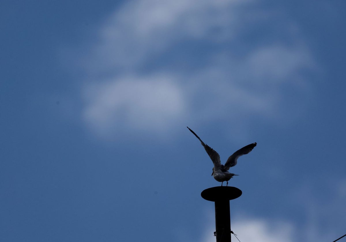Una gaviota, este miércoles, en la chimenea de la Capilla Sixtina