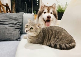 Tres de cada diez perros y gatos sufren problemas intestinales en España