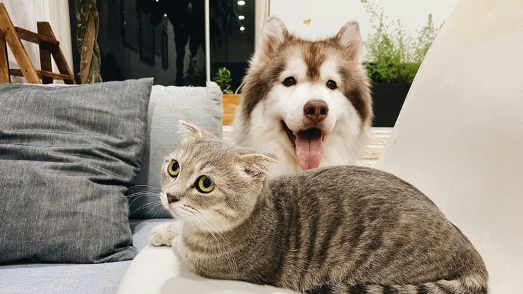 Tres de cada diez perros y gatos sufren problemas intestinales en España