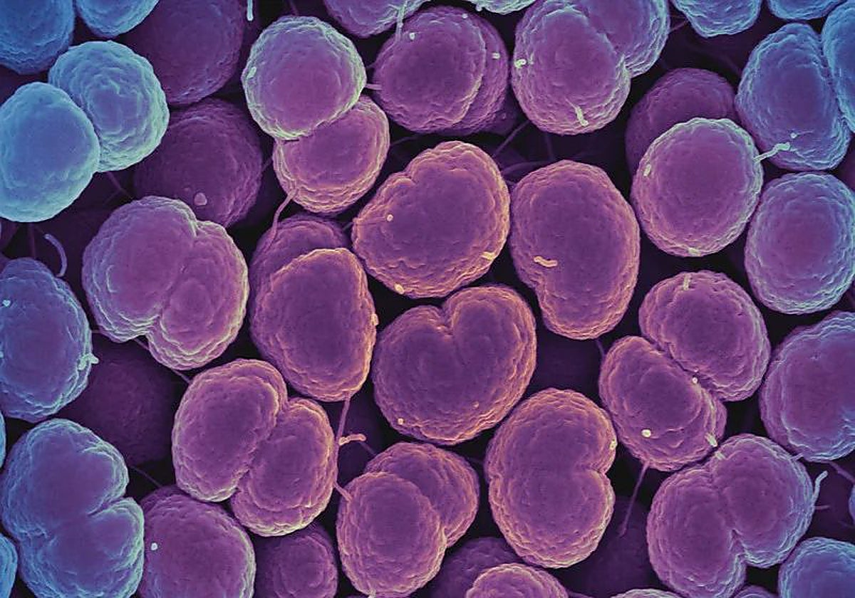 Bacteria de la gonorrea