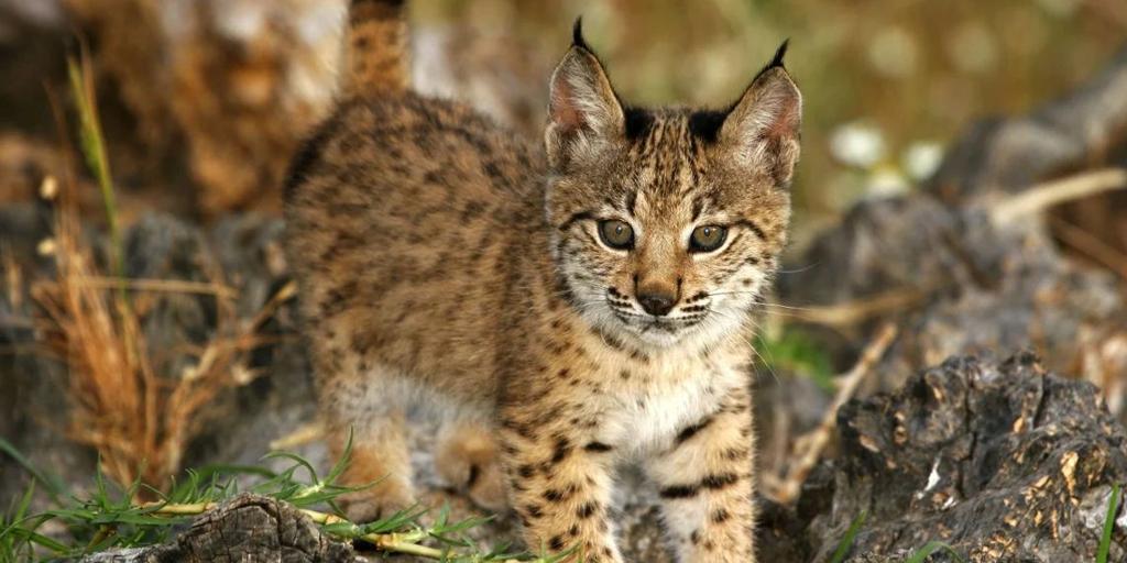 La población de lince ibérico alcanzó un nuevo récord en 2024, con más de 2.400 ejemplares